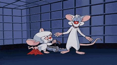 pinky and the brain gif|pinky and the brain background.